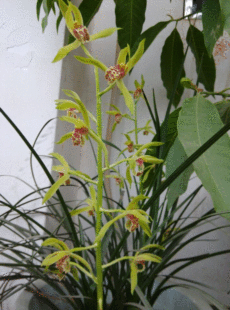 正品包邮 兰花味香水 野兰花兰草花女士香水淡香持久清新淡雅女香