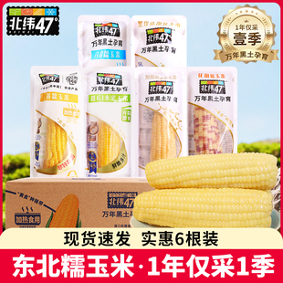 北纬47度黄糯玉米240g东北糯玉米新鲜黑糯甜玉米真空装粗粮现货