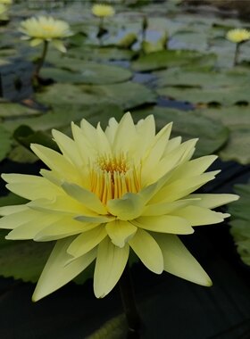 九品香水莲花苗—黄金国—热带睡莲品种苗带花苞发货香味浓可泡茶