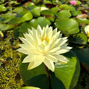 精品耐寒睡莲—双倍黄— 带花苞发货庭院池塘种植花朵大黄色复瓣