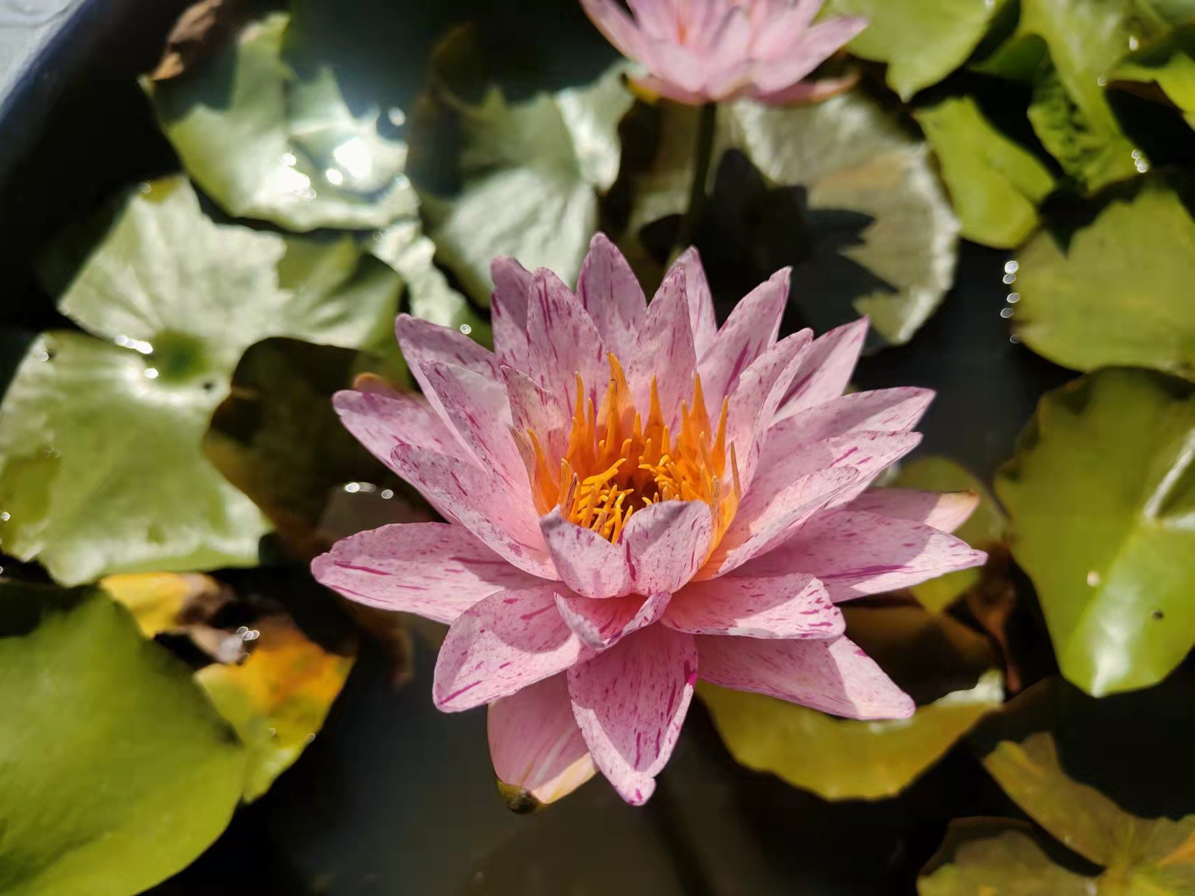 进口跨亚属耐寒睡莲 北极星 大型品种带花苞根茎苗水生植物复瓣