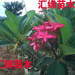 热销花卉鸡蛋花苗缅栀子蛋黄花庭院阳台盆栽植物扦插枝条