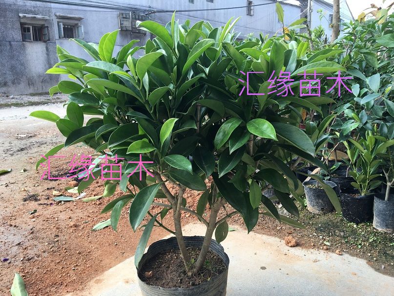 热销花卉非洲茉莉苗四季常绿庭院阳台室内盆栽大型绿植原土发货