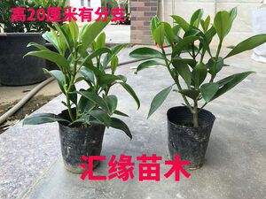 热销花卉非洲茉莉庭院四季常绿