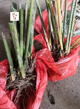 广西大粽子叶苗种植大粽叶苗柊叶苗新鲜大冬叶苗 观叶苗 粽子苗