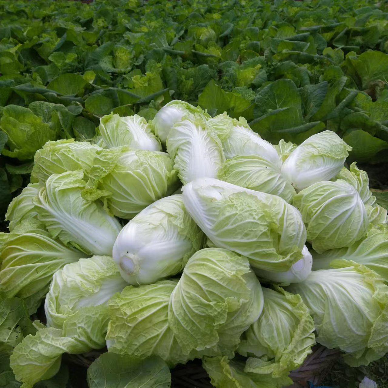 恩施本地白菜 农家自种新鲜蔬菜精选包白菜新鲜高山露天大白菜3斤,水产肉类/新鲜蔬果/熟食,叶菜类,淘宝优惠券,粉丝福利购,淘宝优惠卷