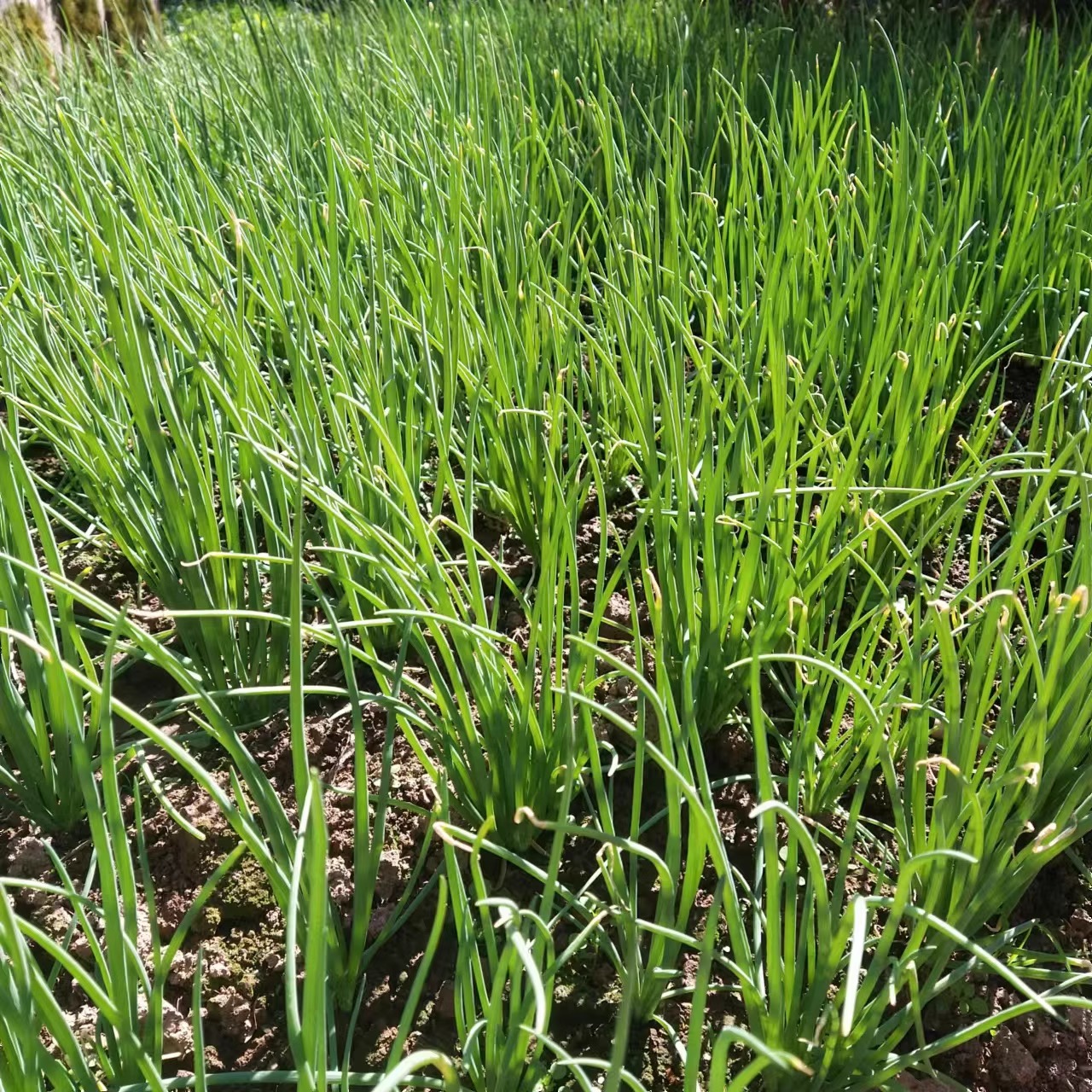 农家应季新鲜香葱小葱现挖现发