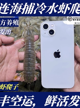 【顺丰特快】鲜活大连当天海捕野生2斤皮皮虾虾爬子公母肉8分加肥