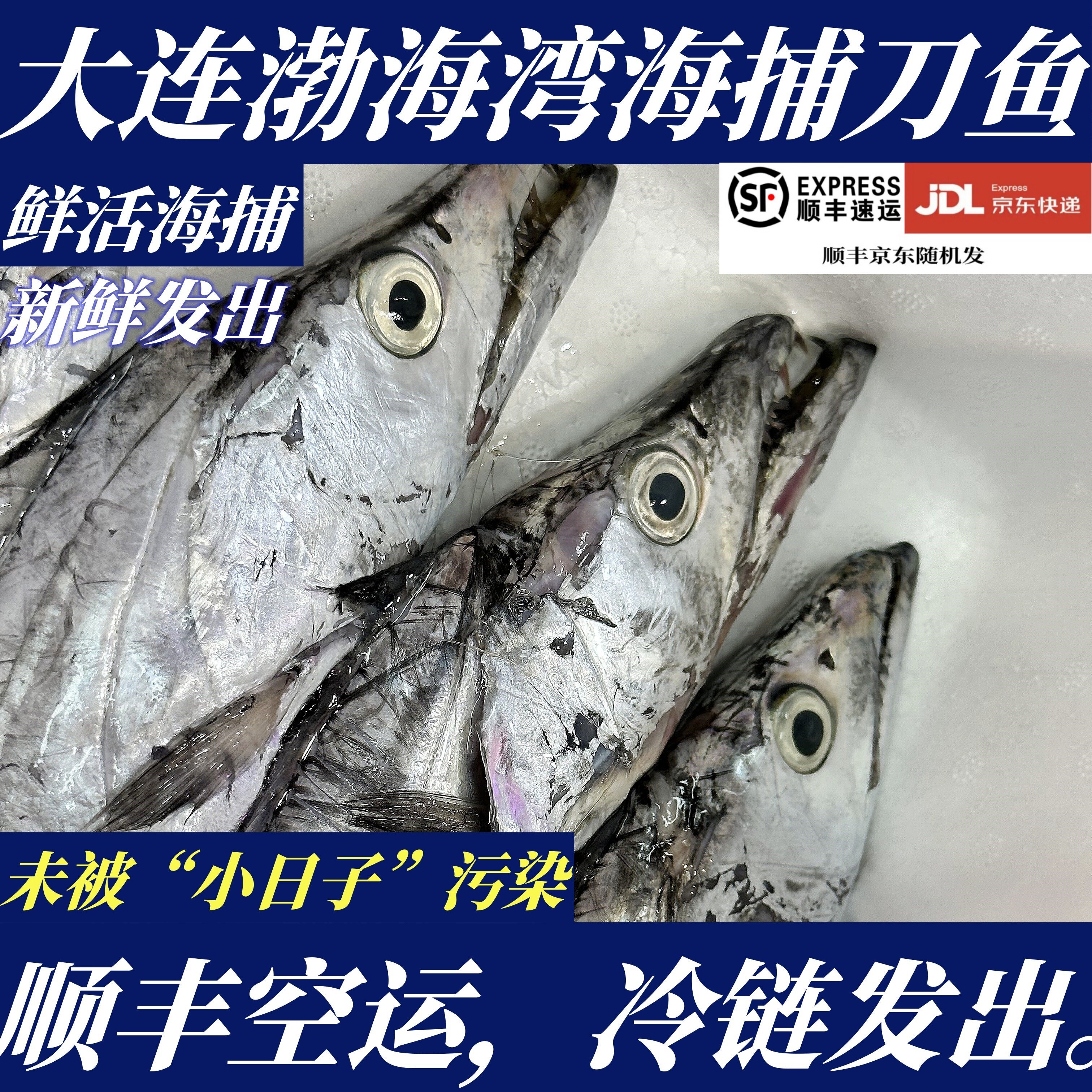 【顺丰特快】大连渤海湾海捕冰鲜刀鱼带鱼非舟山1条规格