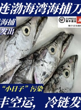 大连渤海湾海捕刀鱼一条