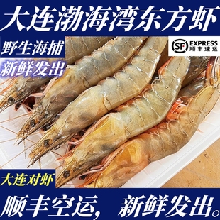 【顺丰特快】鲜活海捕渤海湾大连对虾东方虾黄哨子渤海湾大虾活虾