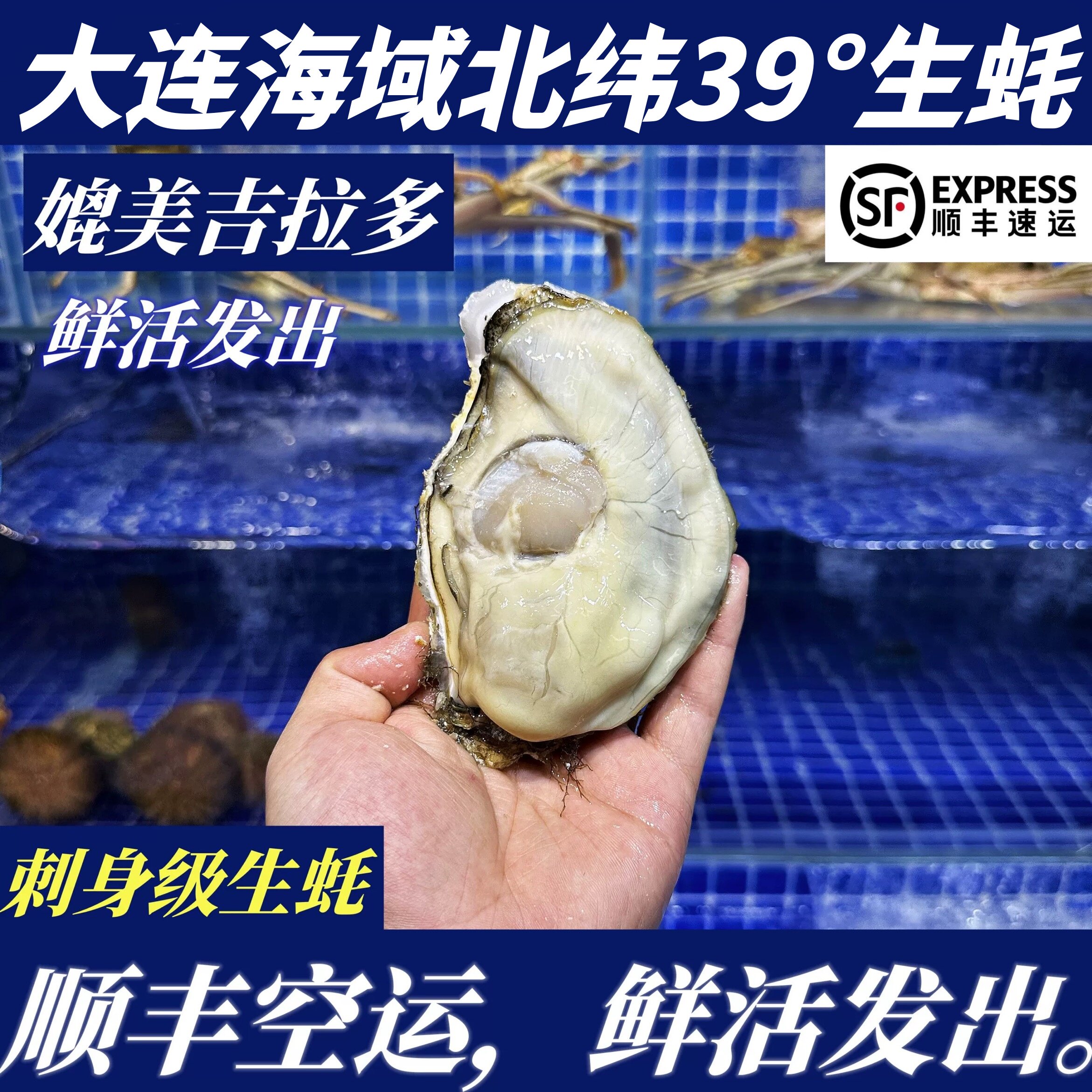 【顺丰特快】鲜活大连特产生蚝刺身生蚝456XL三倍体生蚝