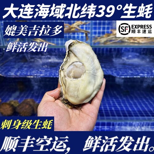 鲜活大连特产鲜活大生蚝