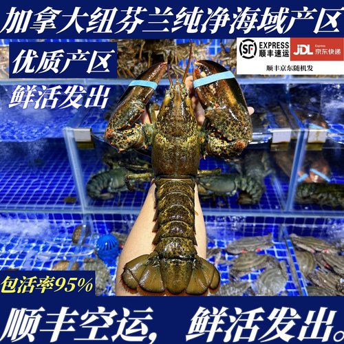 【顺丰特快】鲜活波士顿龙虾大波龙小波龙大连鲜活发货源头直发