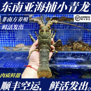 【顺丰特快】鲜活小青龙东南亚海捕越南小青龙非波龙非澳龙大连发
