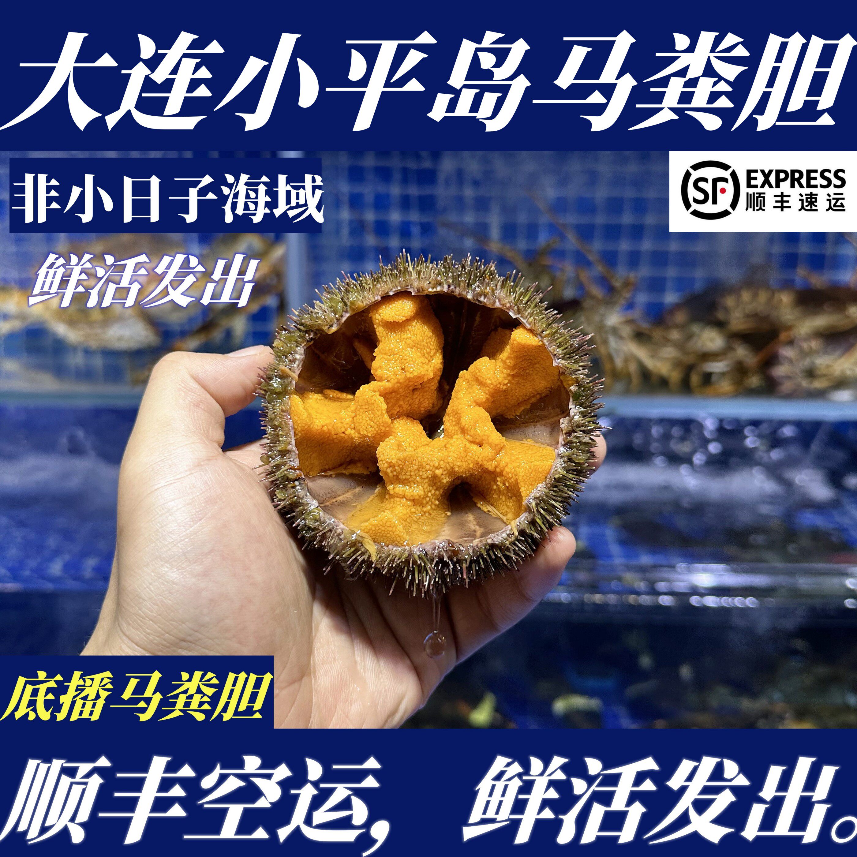【顺丰特快】鲜活大连马粪海胆2斤6-7只大连海胆非紫海胆非黄胆