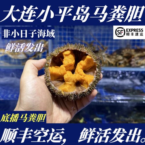 【顺丰特快】鲜活大连马粪海胆2斤6-7只大连海胆非紫海胆非黄胆