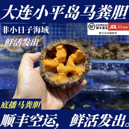 【顺丰特快】鲜活大连马粪海胆1斤3只大连海胆非紫海胆非黄胆