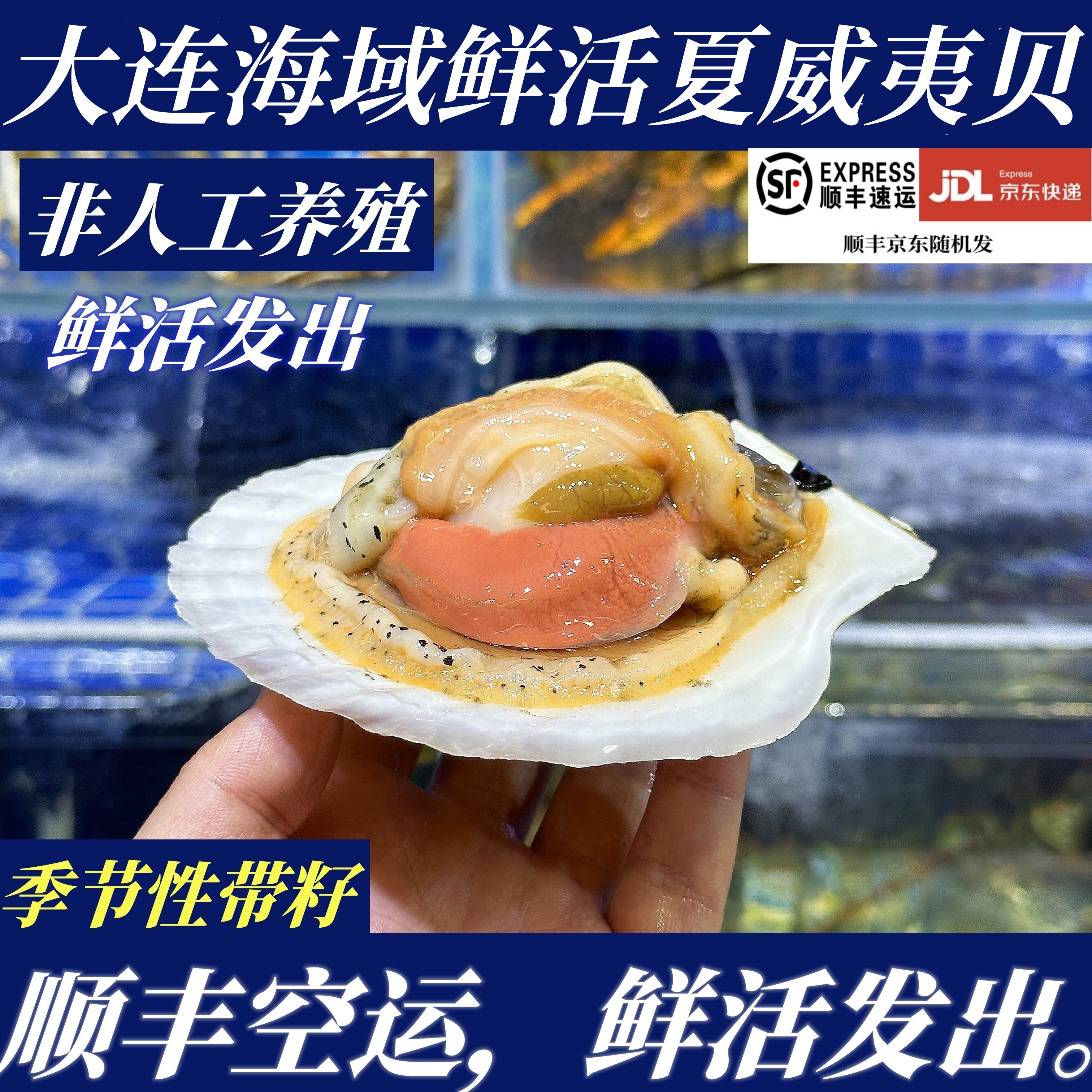 大连超大扇贝3斤5斤顺丰包邮