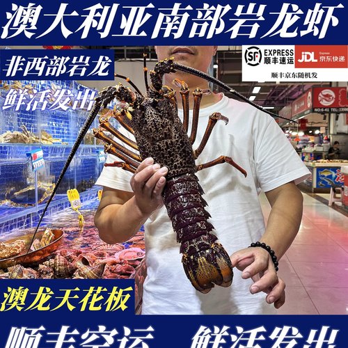 【顺丰特快】鲜活澳龙大澳龙打氧活发澳洲大龙虾非龙虾仔南非龙虾