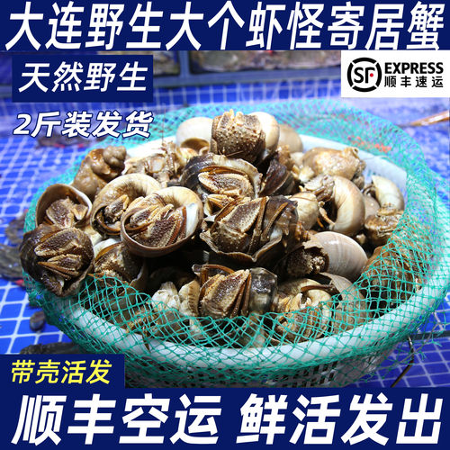 大连2斤带壳虾怪寄居蟹海鲜（ 肚子瘪 吃腿肉 肚子不售后不包活）