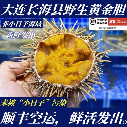 【顺丰特快】鲜活大连超大黄金胆1斤3只大连海胆非马粪海胆非紫胆