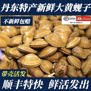 丹东大黄蚬子鲜活无沙野生蛤蜊花甲黄贝扇贝海鲜贝类水产