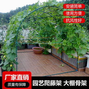 植物爬藤架百香果楼顶爬藤架葡萄攀藤架植物攀爬园艺支架大棚骨架