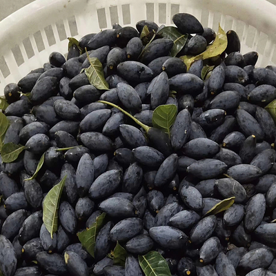 新鲜香油潮汕特产现摘5斤乌榄