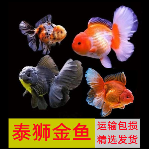 金鱼黑泰狮淡水鱼冷水鱼百褶包邮