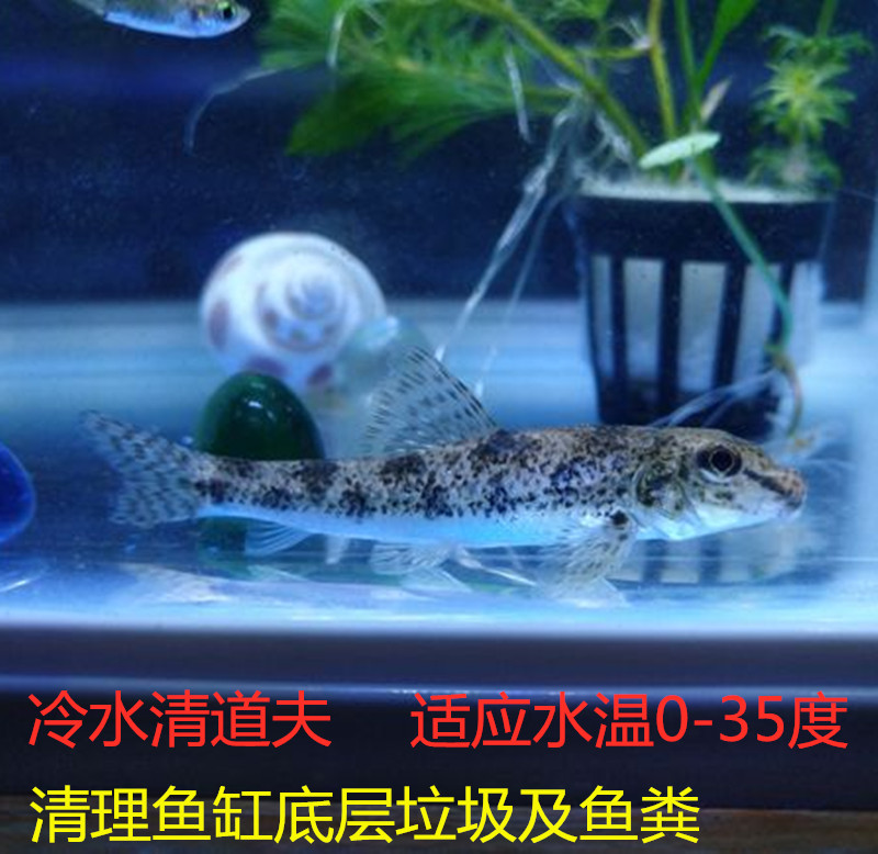 冷水垃圾鱼棒吸鳅活体清道夫