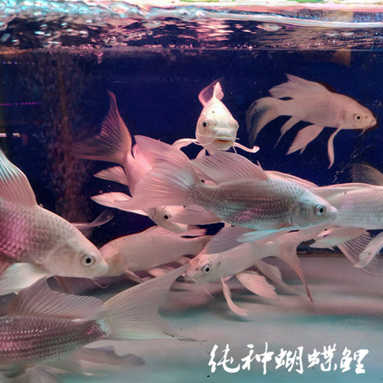纯种蝴蝶龙鲤鱼活体短身蝴蝶冷水鱼观赏鱼龙凤锦鲤 长尾龙凤锦鲤
