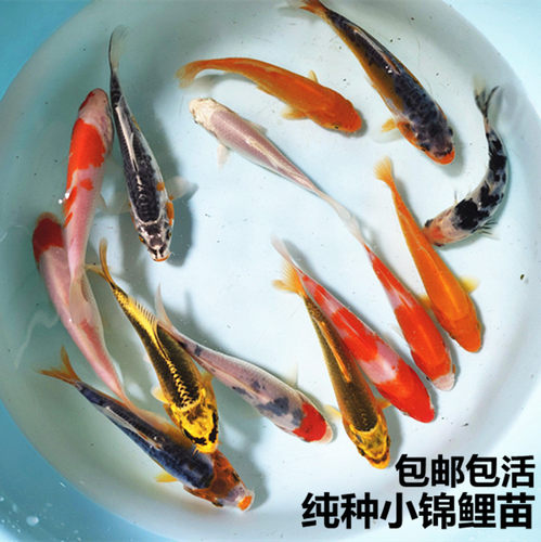 纯种日本锦鲤活体鱼邱翠锦鲤观赏鱼红白锦鲤锦鲤鱼苗淡水鱼冷水鱼 - 封面