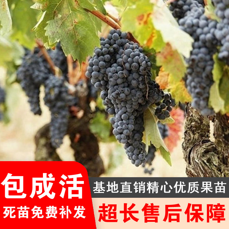 康贝尔葡萄树苗嫁接特大树苗南北方种植盆栽地栽耐寒高产当年结果