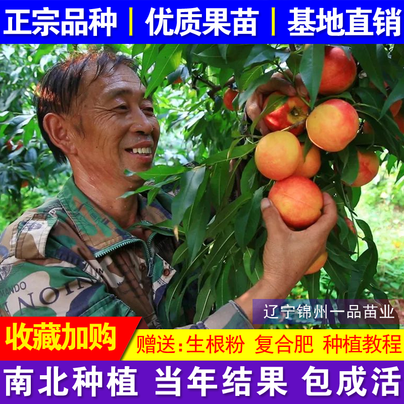 新品种油桃世纪之星油桃树苗 特大果油桃苗单果390克黄肉甜极早熟