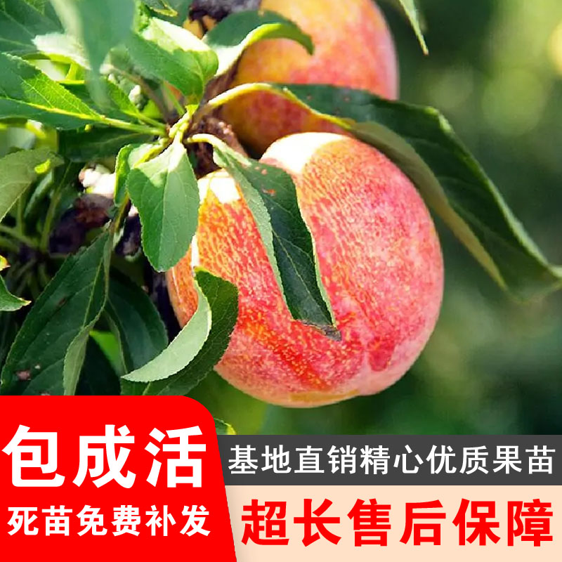 大红袍李子树苗离核香味浓酸味少嫁接李子苗全国种植易活高产果树