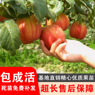 嫁接梨树苗早酥红梨苗梨树果苗南方北方种植盆栽地栽树苗当年结果