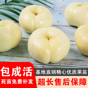 嫁接白油蟠桃苗盆栽奶油白蟠桃树苗庭院地栽美国白玉蟠种植果树苗