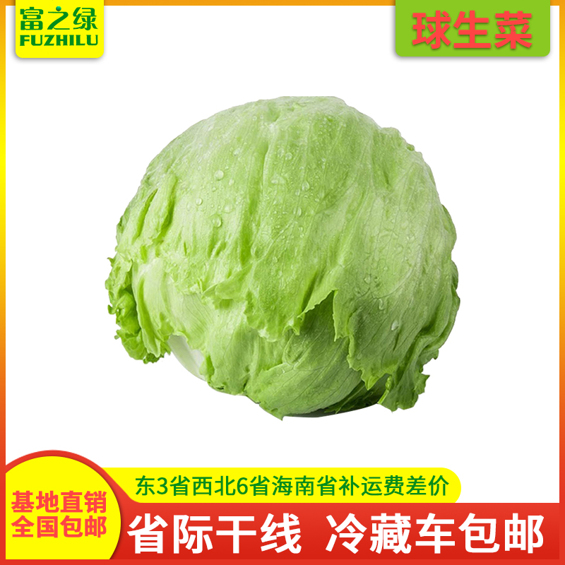 新鲜球生菜沙拉菜富之绿产地直销