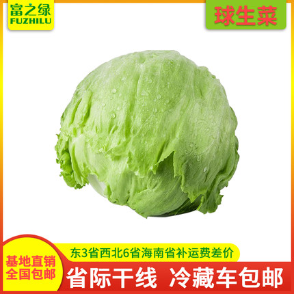 新鲜球生菜2斤-20斤包邮 凉拌沙拉菜 圆生菜 西生菜 产地直销