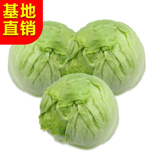 新鲜球生菜10斤富之绿产地直销