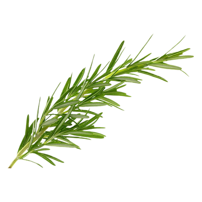 新鲜迷迭香500g【任搭五份包邮】100克/500克  艾菊 西餐调料香料