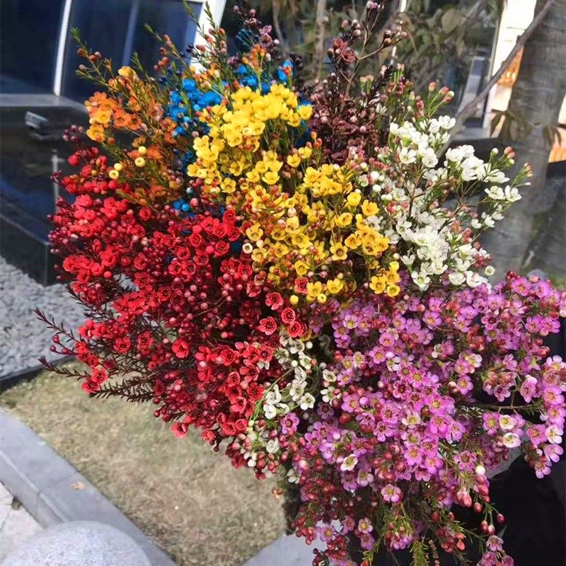 腊梅鲜花云南鲜花直发鲜切枝条新年超长花期平头澳洲腊梅鲜切花