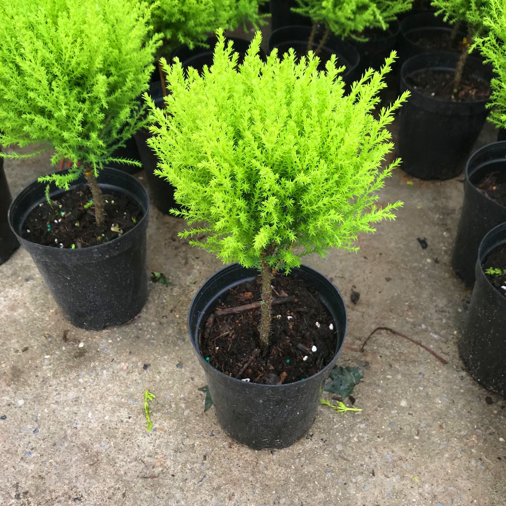 香松清香小圣诞树棒棒糖有香味耐晒耐阴耐寒四季常绿盆栽盆景包邮