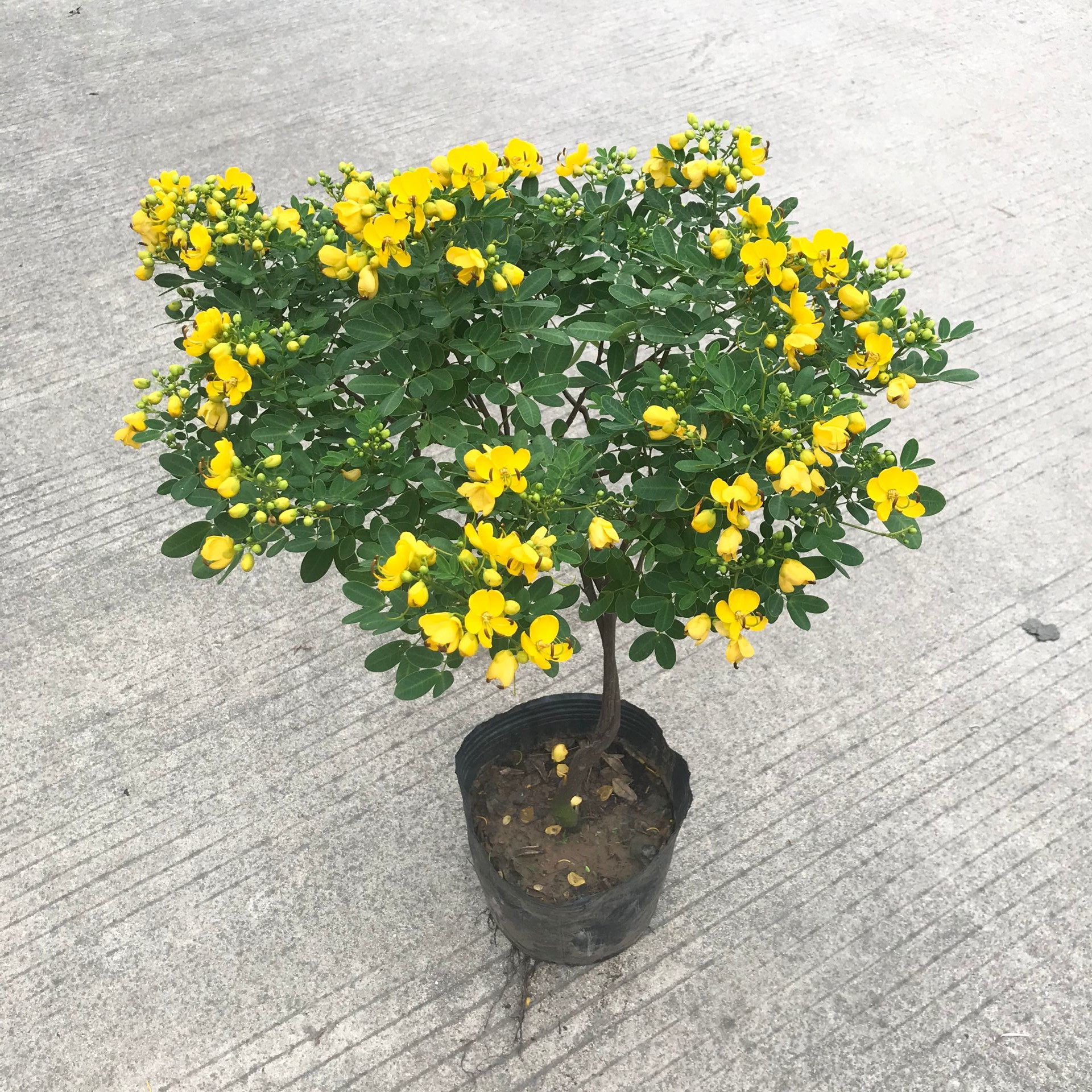 黄金梅盆栽耐寒木本植物阳台庭院花园多年生花卉露天室外开花包邮