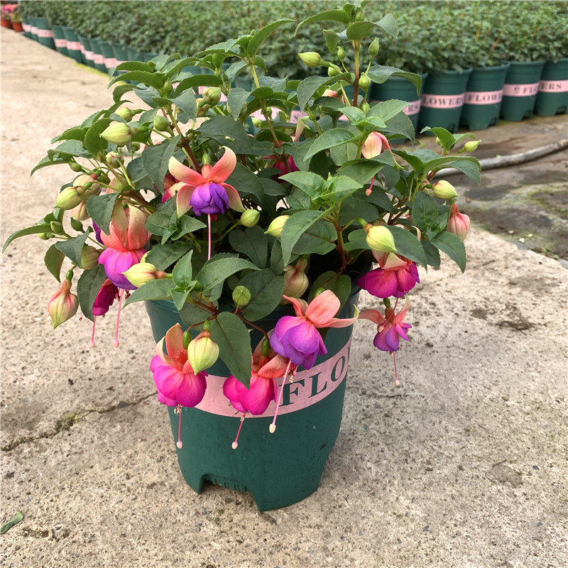 倒挂金钟盆栽 灯笼花花苗阳台花卉带花苞吊金钟吊钟海棠吊兰包邮