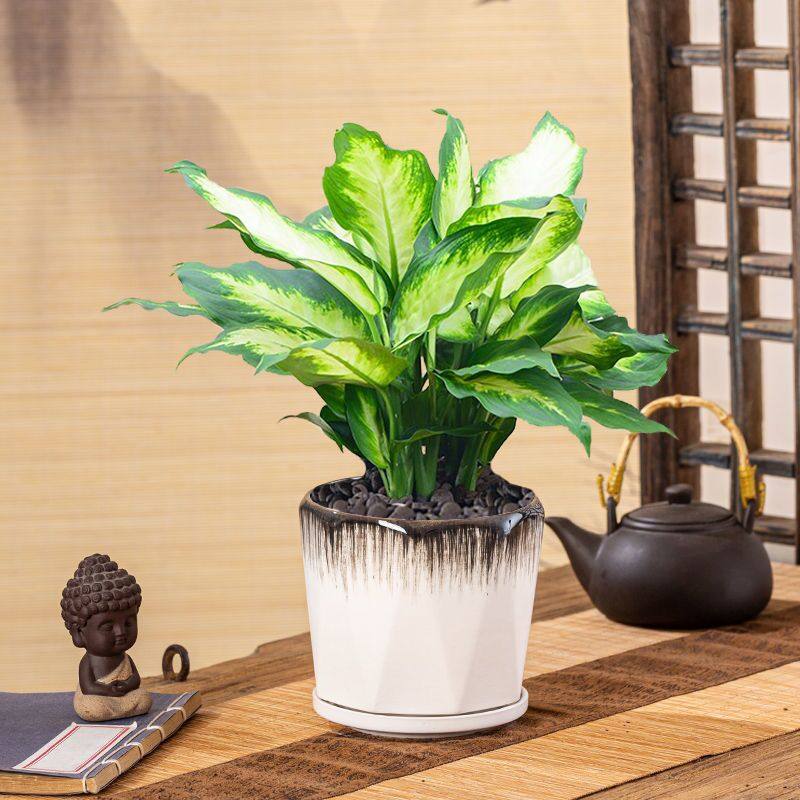 白玉万年青盆栽室内盆栽绿植耐阴防辐射吸甲醛万年青植物盆栽包邮