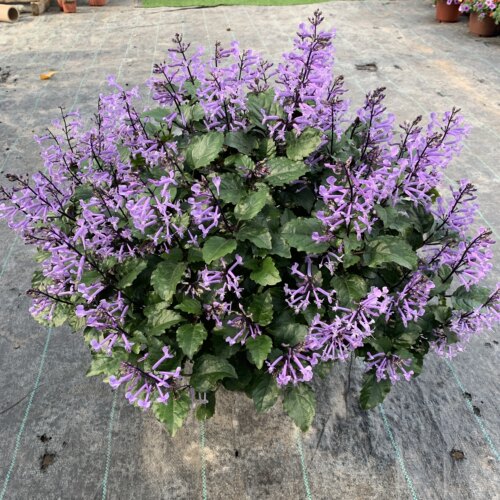 草本阳台庭院花卉春秋