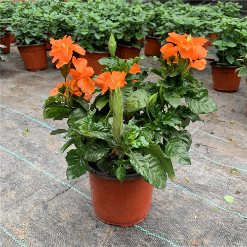 花卉鸟尾花草本阳台庭院四季美观