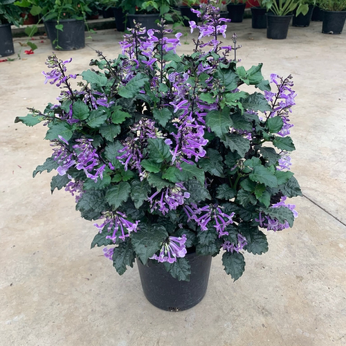 特丽莎薰衣草吸毒草香茶菜